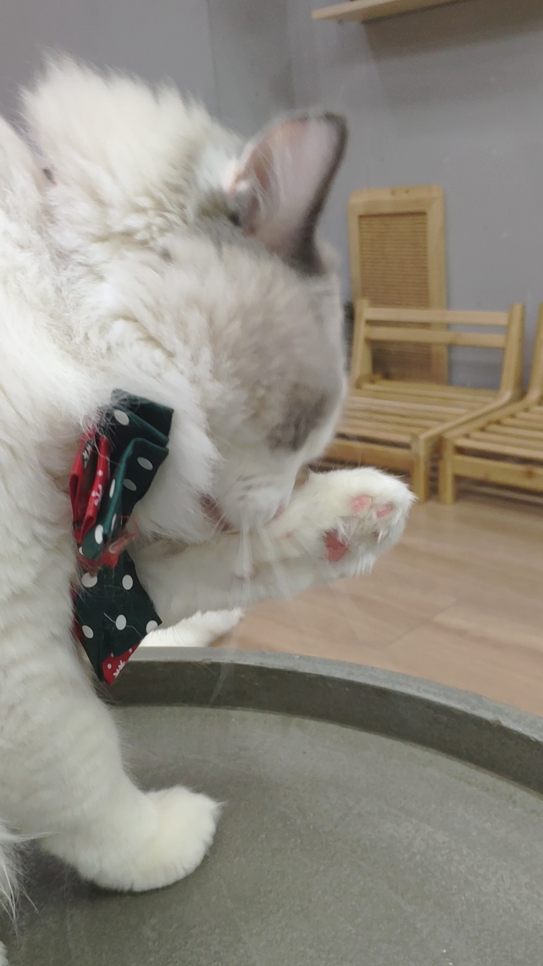 科技宠物的革命性时刻，猫咪最新动态揭秘！